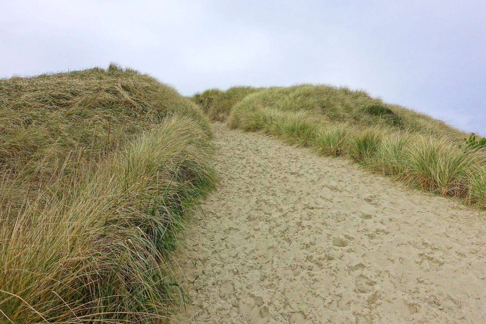 A sand path between ridges of beachgrass on a stabilized foredune in the Oregon Dunes