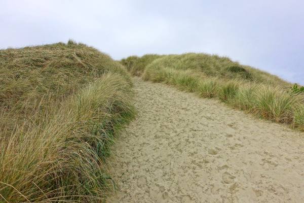 A sand path between ridges of beachgrass on a stabilized foredune in the Oregon Dunes