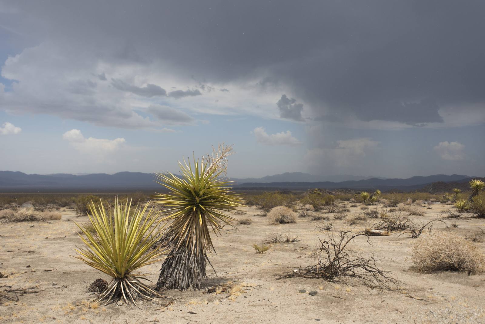 A yucca on the open floor of the Pinto Basin in Joshua Tree National Park, with monsoon rain falling in grey curtains over the low desert and distant mountains.