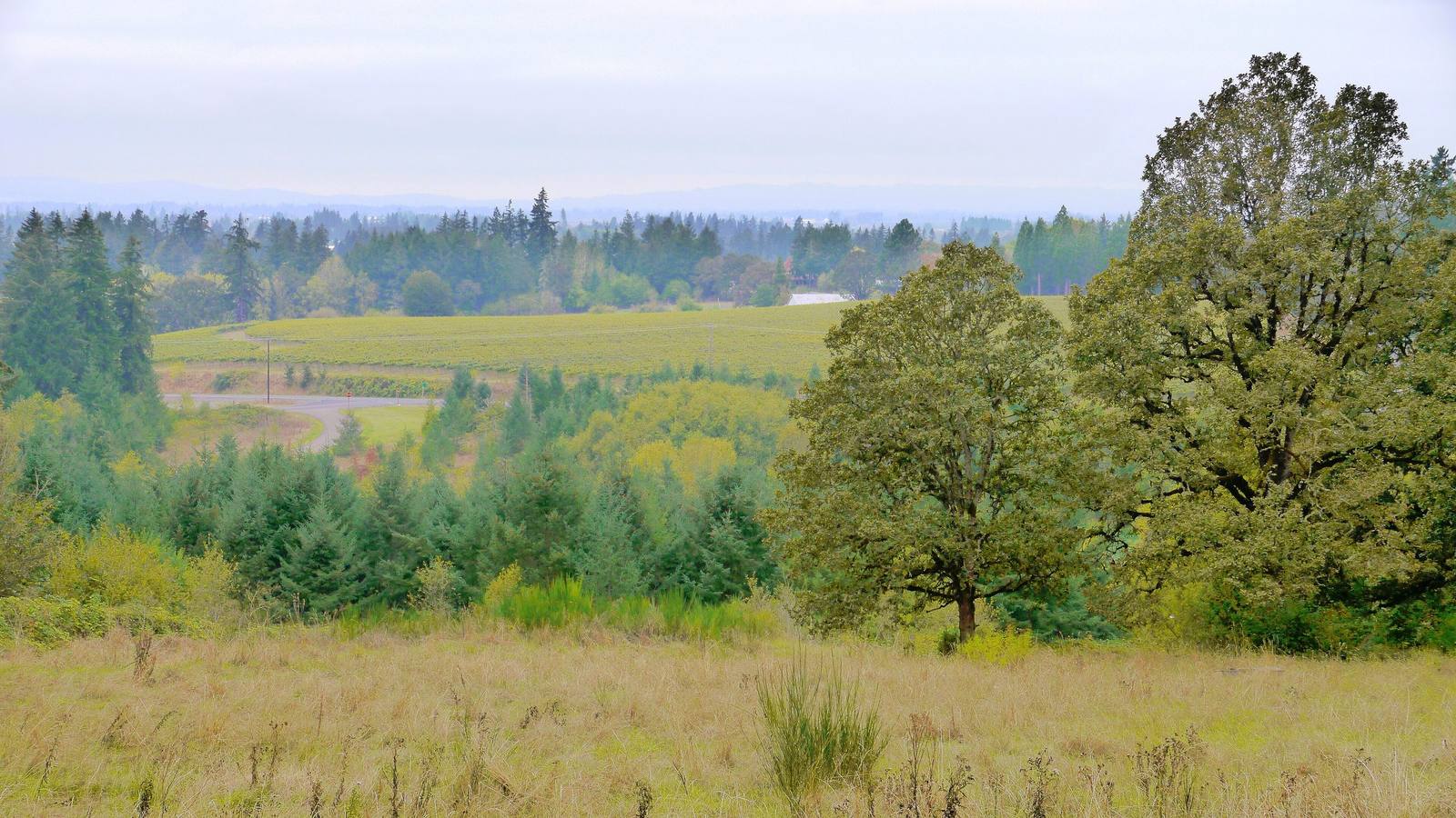 Oregon white oaks at the edge of an autumn grassland, farmland and firs stretching across the Willamette Valley floor