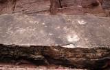 Potash Road Dinosaur Tracks