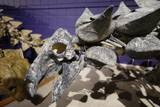 Prehistoric Museum at USU Eastern