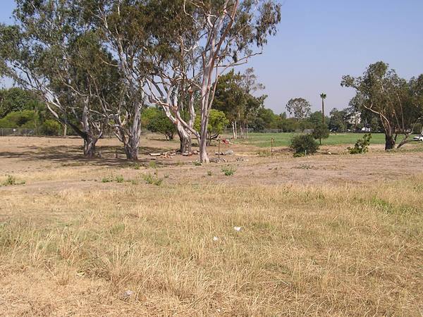 Open grassland and eucalyptus at Puvungna, on the western edge of the Cal State Long Beach campus.