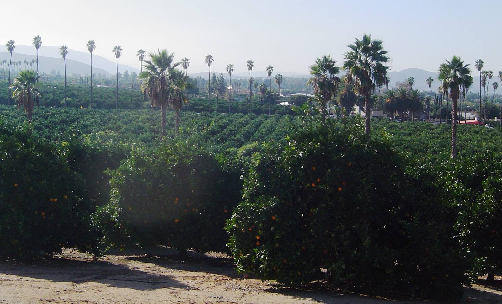 Orange groves and rows of palms on the valley floor at Arlington Heights in Riverside, with mountains behind.