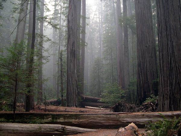 Old-growth redwoods in Rockefeller Forest standing in mist, massive trunks receding into haze, fallen logs lying across the flat forest floor in front.