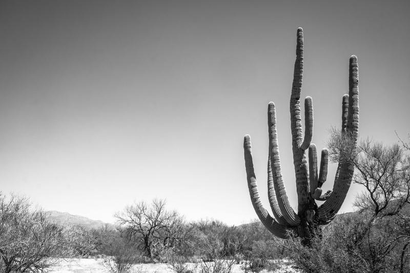 A black-and-white photograph of a single saguaro standing at the right of the frame in the Sonoran Desert, its trunk carrying a crown of long arms that rise and curve above a thicket of bare-branched desert trees and low scrub. The ground runs flat away to a line of low hills on the horizon at the left, and an empty pale sky fills the upper two-thirds of the picture. The photograph carries no colour.