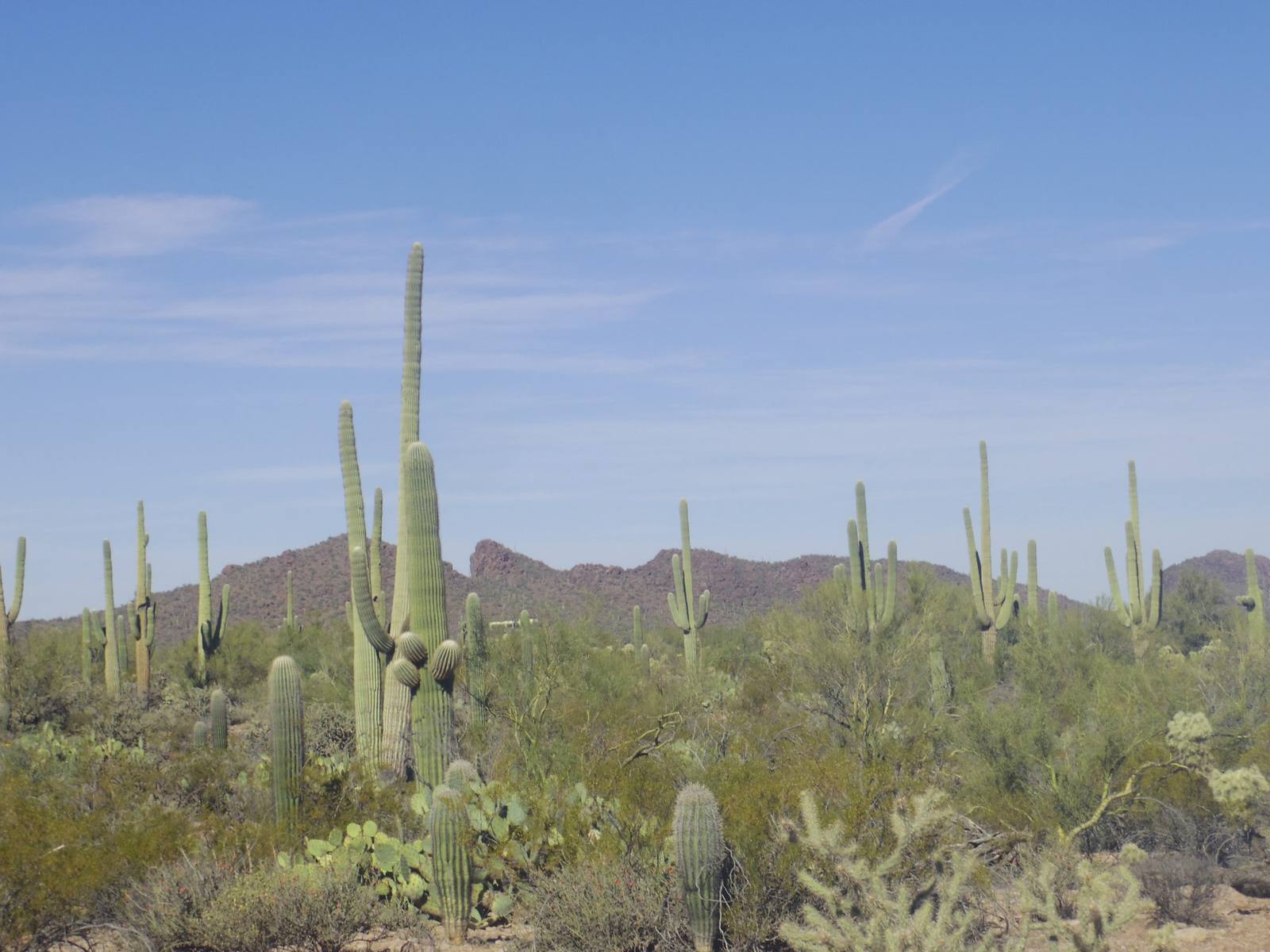 Saguaro National Park