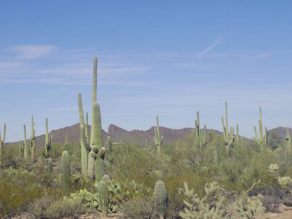Saguaro National Park