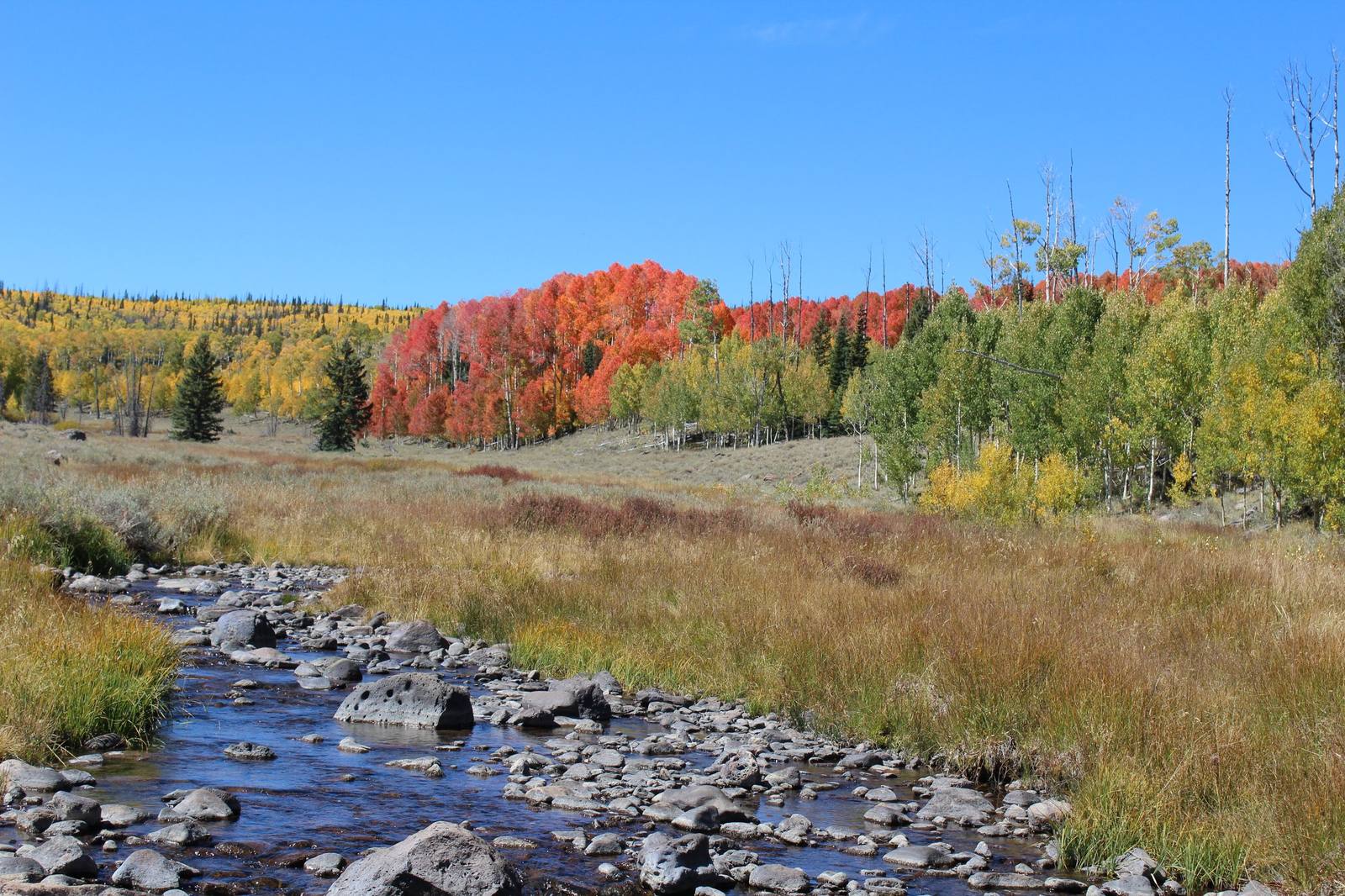 Mammoth Creek running shallow over cobbles through dry meadow grass, the water threading between grey boulders in the foreground. Behind it a hillside is massed with autumn aspen — a stand turned brilliant red and orange at the centre, gold and pale green either side, dark conifers among them and bare white trunks standing at right — under a cloudless deep blue sky. The byway itself is not in the frame.