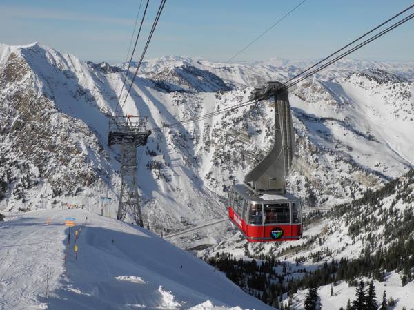 Snowbird