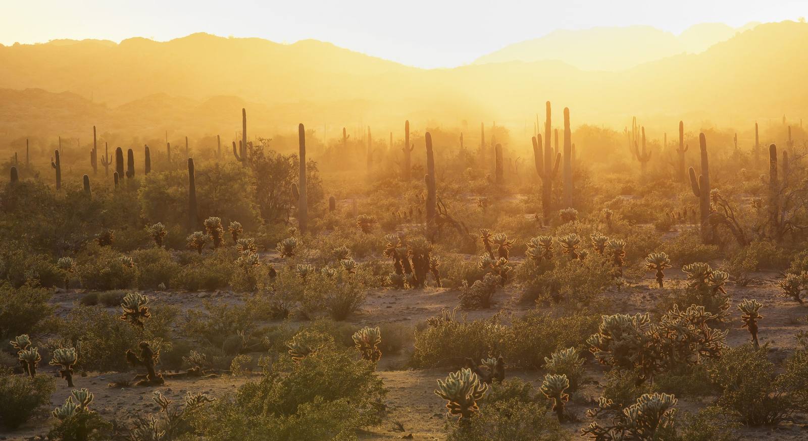 The Sonoran South & the Borderlands
