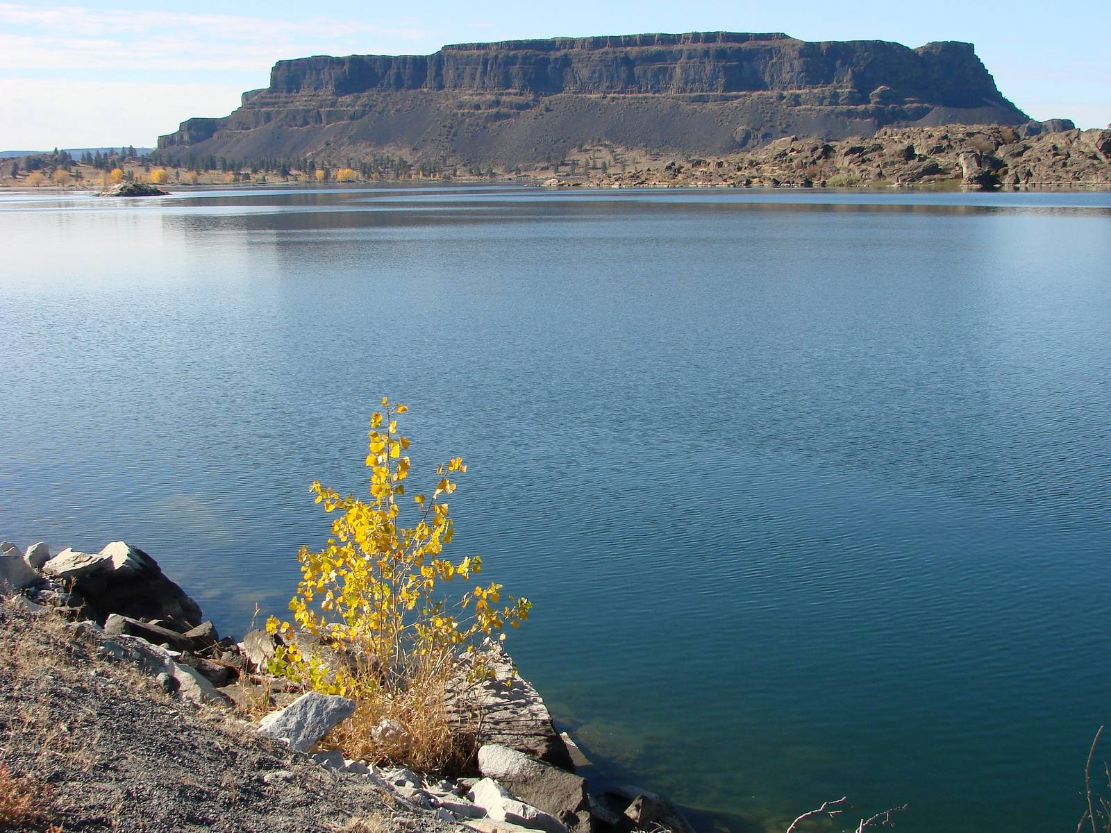 Steamboat Rock's flat-topped basalt mass rising across the still water of Banks Lake, a yellow-leaved shrub on the rocks in the foreground