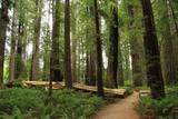 Stout Memorial Grove