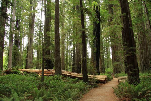 A trail through Stout Memorial Grove on the Smith River flat, straight redwood trunks rising from an open floor of sword ferns, a fallen log lying beyond the path.