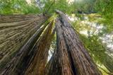 Tall Trees Grove