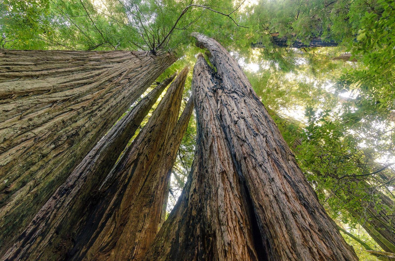 Looking straight up the trunks of redwoods in Tall Trees Grove, the furrowed bark converging toward a green canopy far overhead.