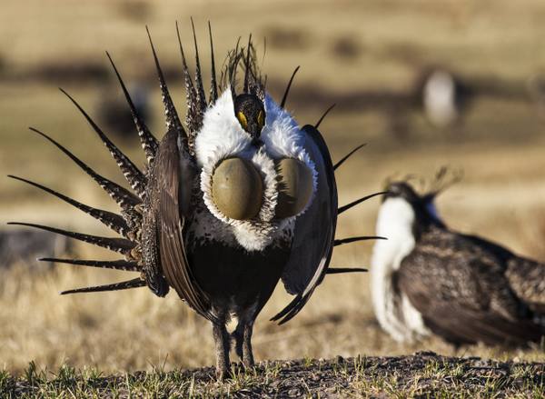A male greater sage grouse in full courtship display on a lek, spiky tail fanned and two yellow air sacs pushed out through a white chest ruff.