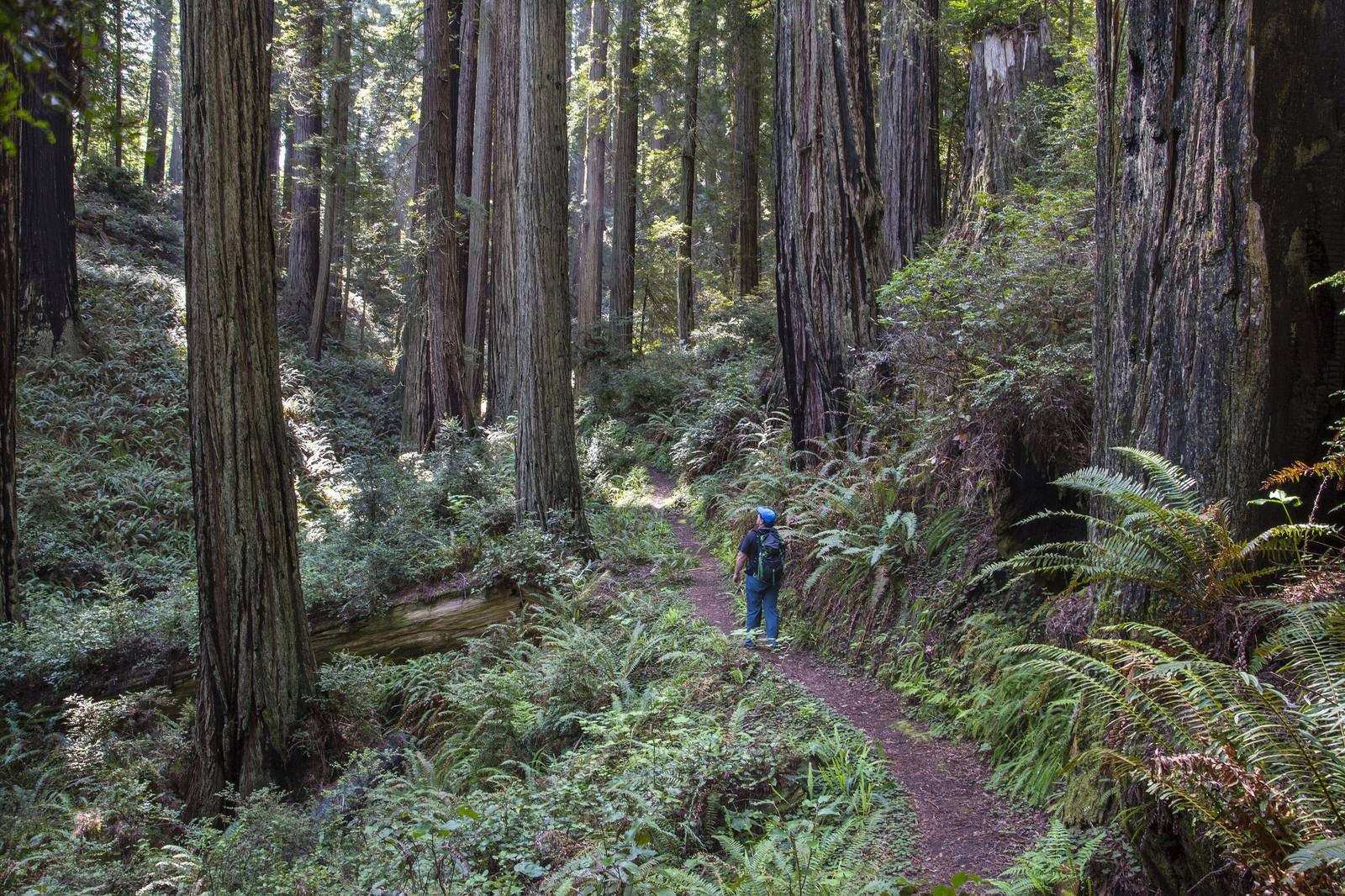 A hiker in a blue jacket on a narrow trail through old-growth redwood in the Headwaters Forest Reserve, ferns thick on the slope and huge trunks on either side.