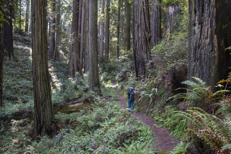 A hiker in a blue jacket on a narrow trail through old-growth redwood in the Headwaters Forest Reserve, ferns thick on the slope and huge trunks on either side.