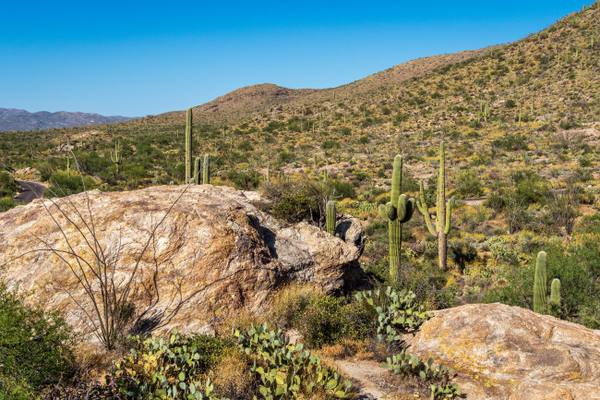 A saguaro forest in Saguaro National Park near Tucson, Arizona — the desert floor from which the region's sky-island ranges rise.