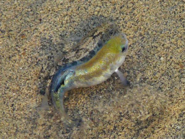 A spawning pair of Salt Creek pupfish, Cyprinodon salinus, with the female at left and the male at right.