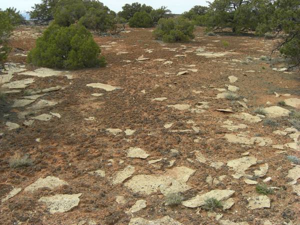 Dark, knobby cryptobiotic soil crust spread between junipers and sandstone slabs in southern Utah — a living skin of cyanobacteria, lichen, and moss.