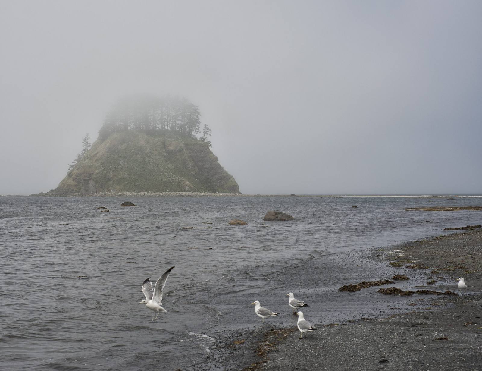 Fog over the shore at Cape Alava, a forested sea stack dim in the mist and gulls on the wet sand
