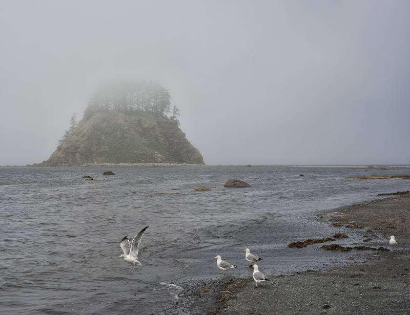 Fog over the shore at Cape Alava, a forested sea stack dim in the mist and gulls on the wet sand