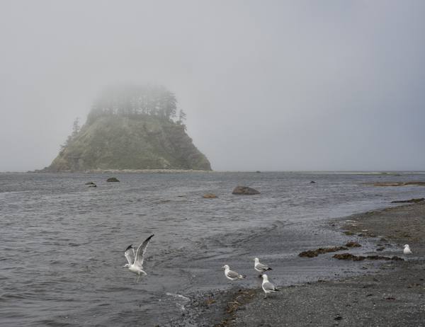 Fog over the shore at Cape Alava, a forested sea stack dim in the mist and gulls on the wet sand