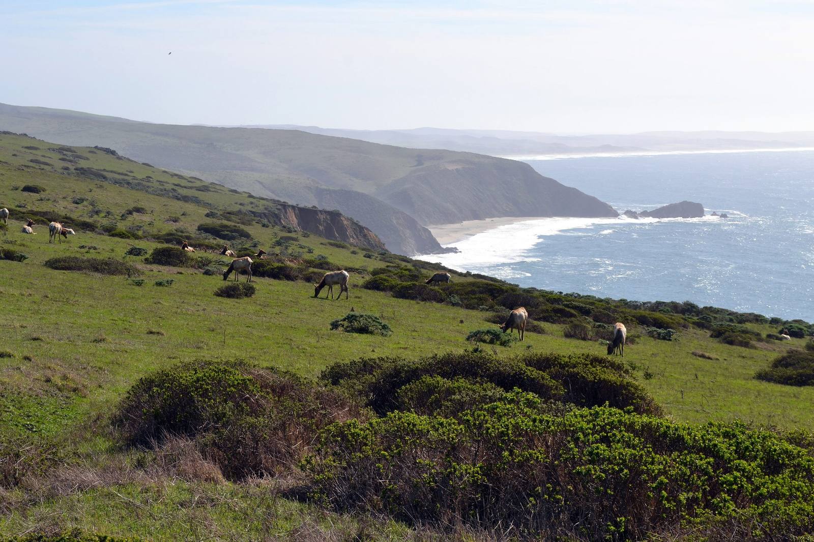 Tule elk grazing a green slope of the Tomales Point ridge, scattered among coastal scrub, with the cliffs and pale surf of the ocean shore running north to the point.