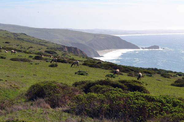 Tule elk grazing a green slope of the Tomales Point ridge, scattered among coastal scrub, with the cliffs and pale surf of the ocean shore running north to the point.