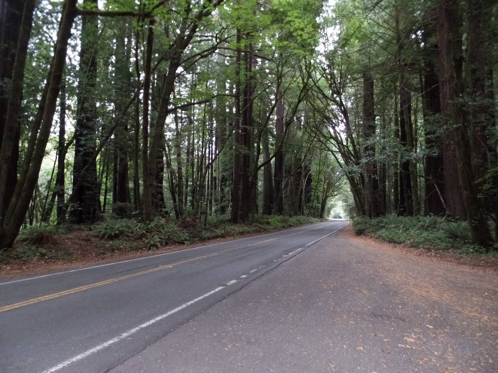 The Avenue of the Giants, a two-lane road with a yellow centre line, running straight through a tunnel of redwoods and alders.