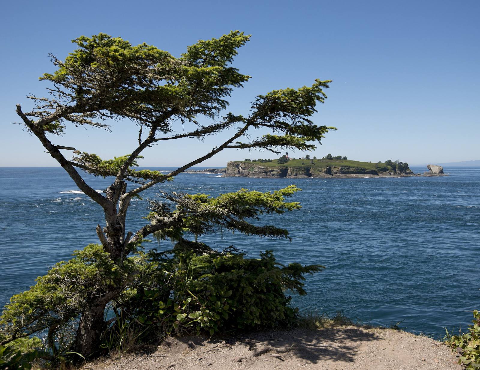 A wind-bent tree on the edge of Cape Flattery above the Pacific, Tatoosh Island offshore