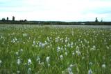 Weippe Prairie