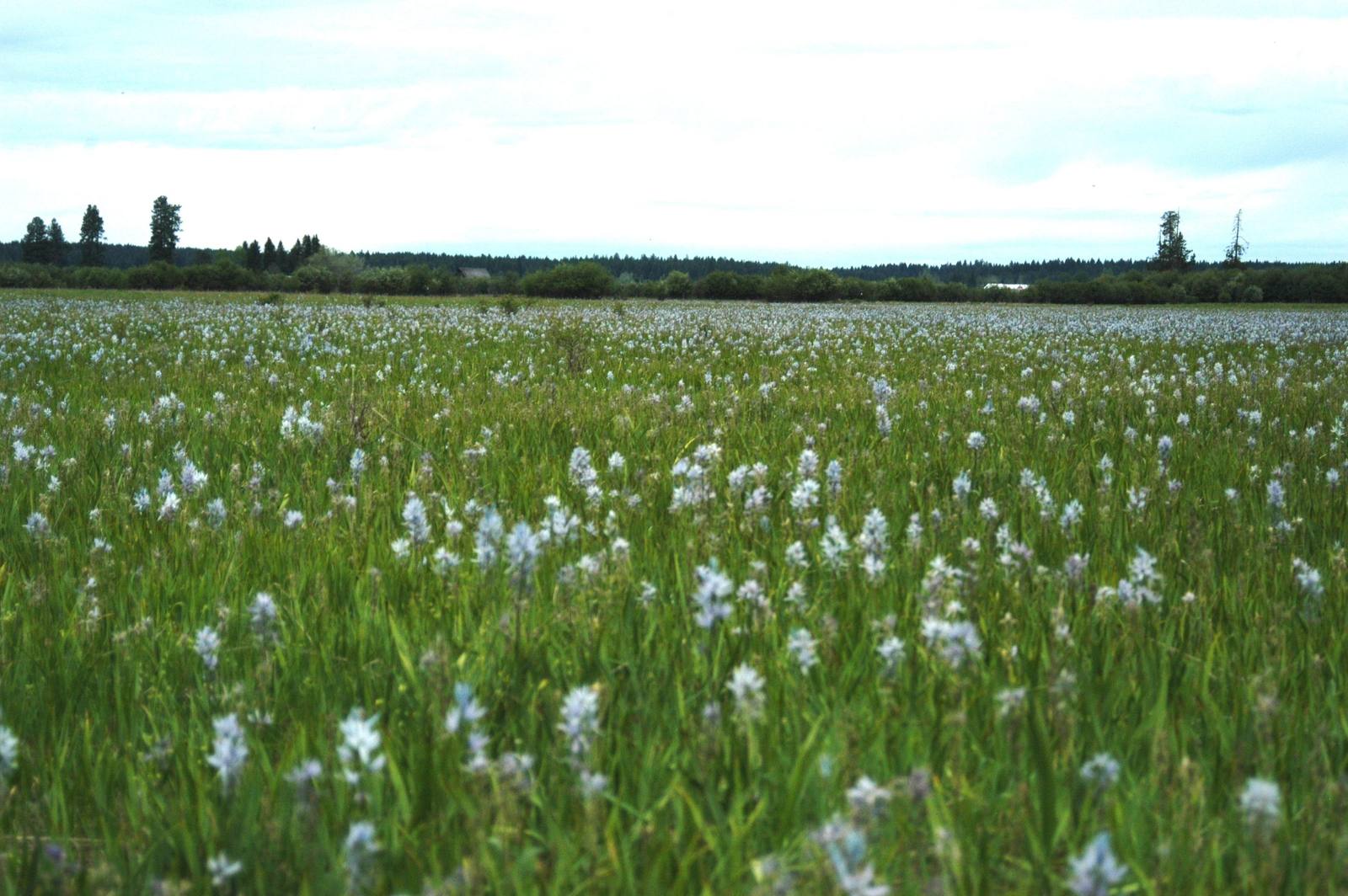 Blue camas flowering across the wet meadow of the Weippe Prairie