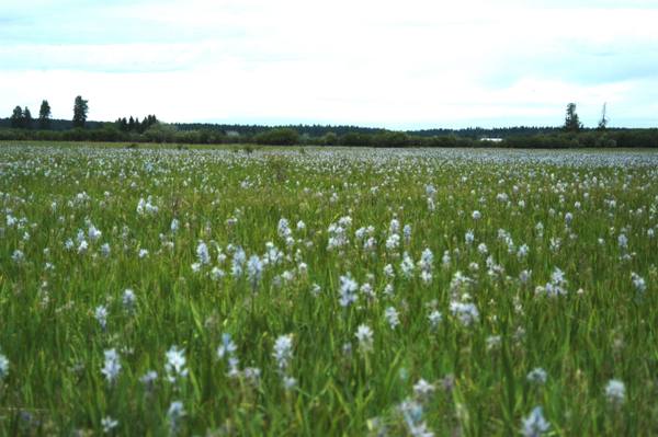 Blue camas flowering across the wet meadow of the Weippe Prairie