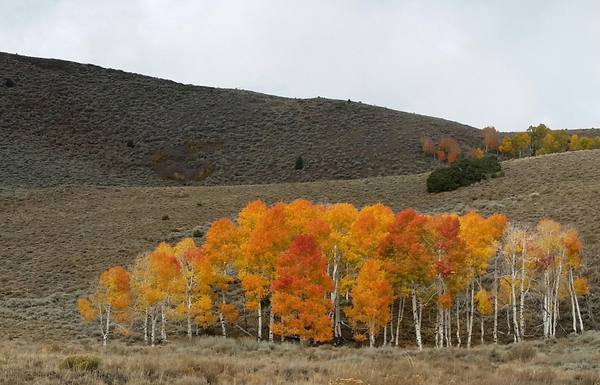 A single clone of aspen turning gold and orange on a sagebrush hillside in Fishlake National Forest, Utah, its uniform color marking the borders of one organism.