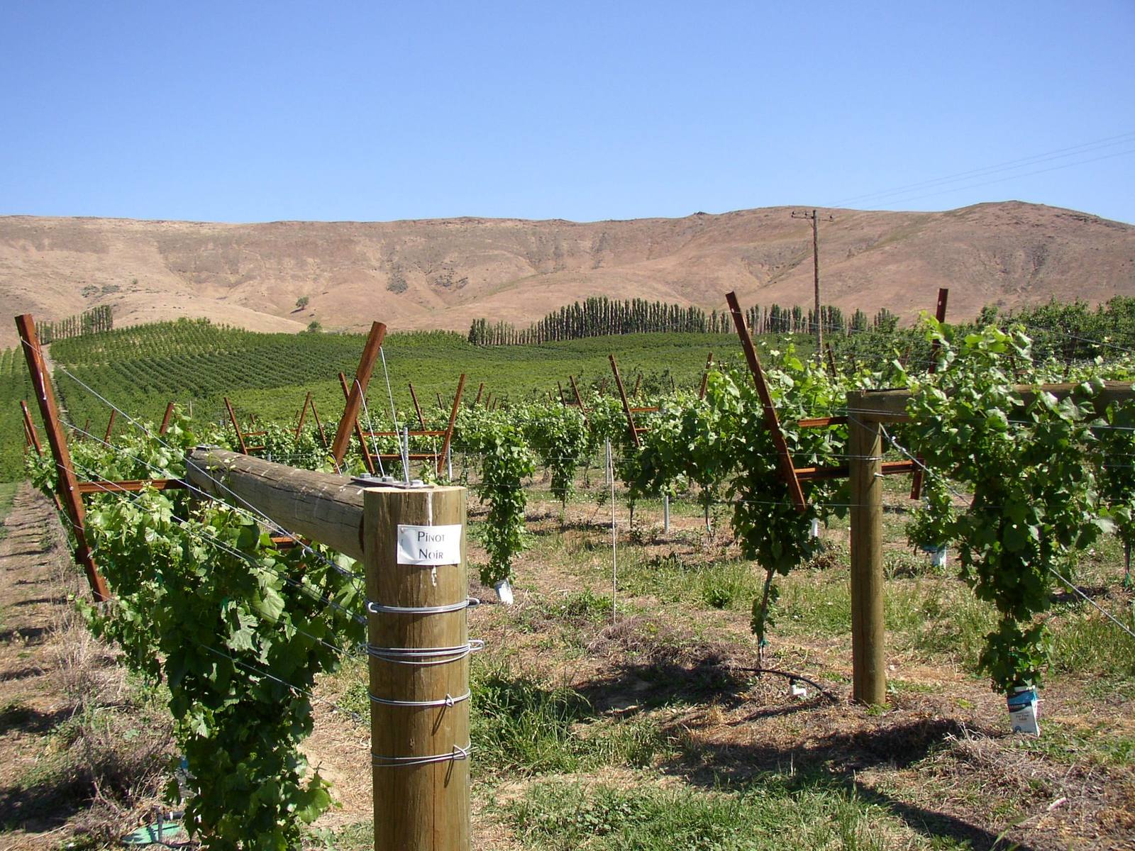 Young vineyard rows on the irrigated floor of the Yakima Valley below the bare brown slopes of the Rattlesnake Hills